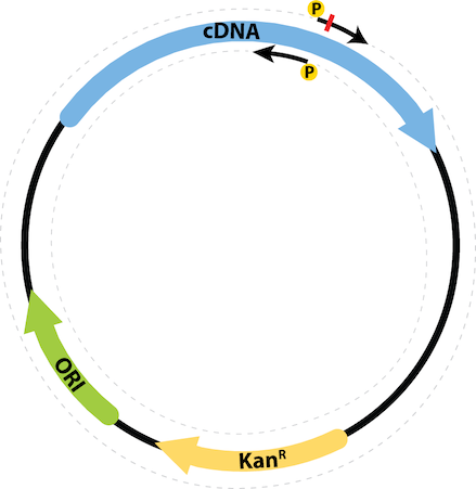 Plasmid Map