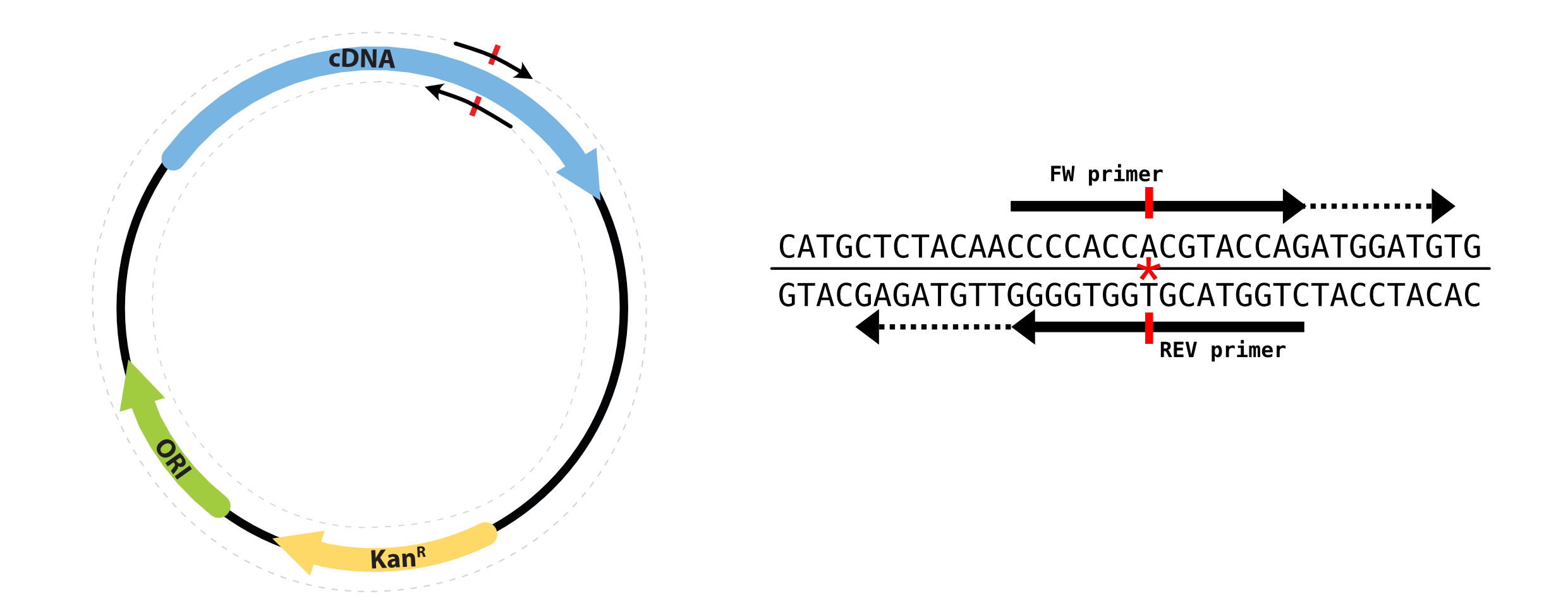 Plasmid Map